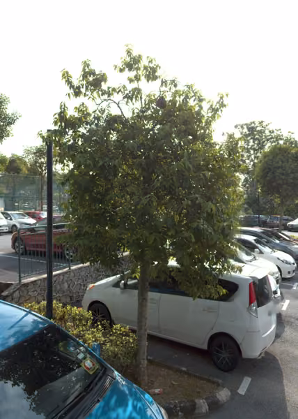 tree photo