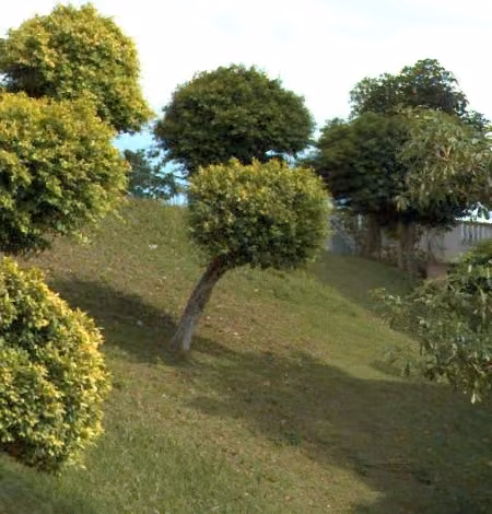 tree photo