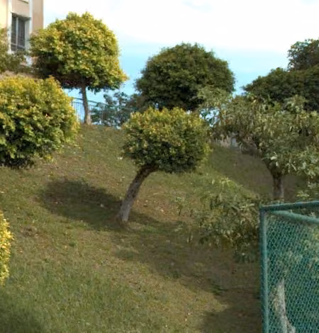 tree photo