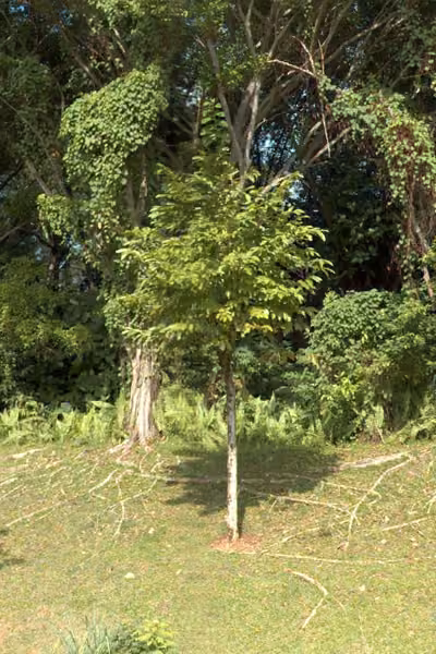 tree photo
