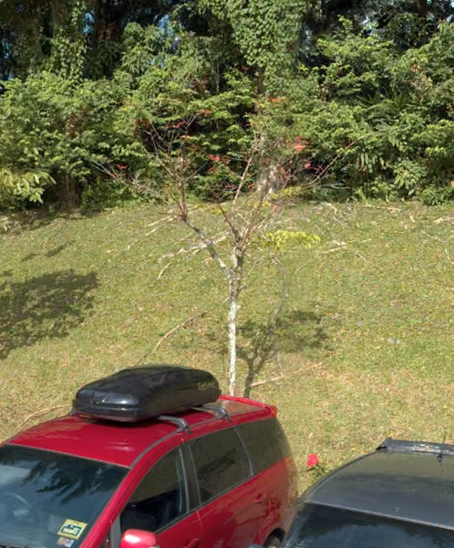 tree photo