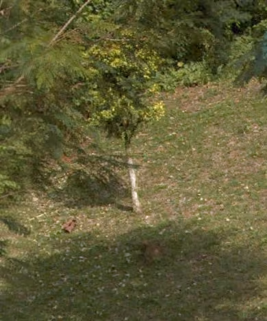 tree photo