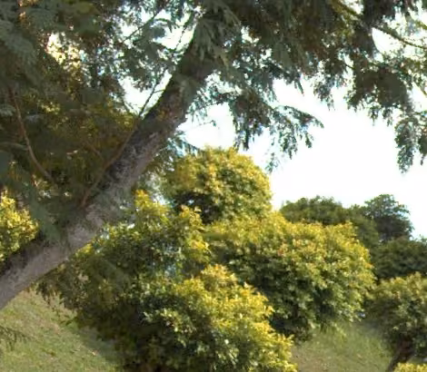 tree photo