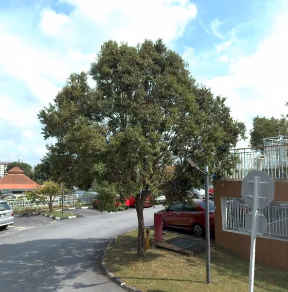 tree photo