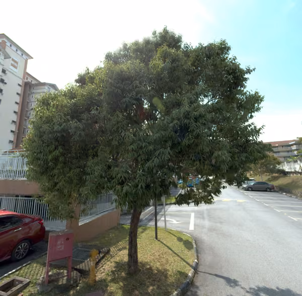 tree photo