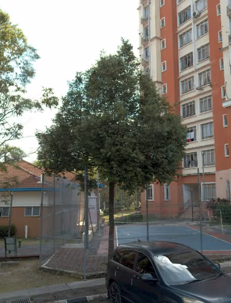 tree photo