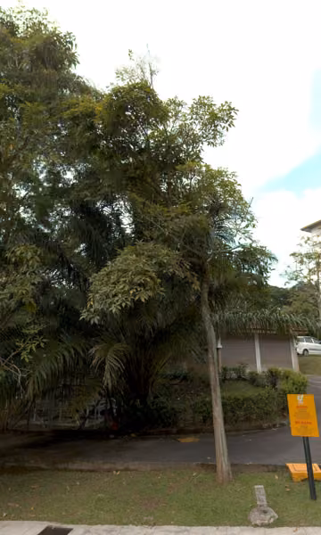 tree photo