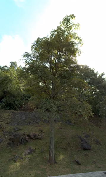 tree photo