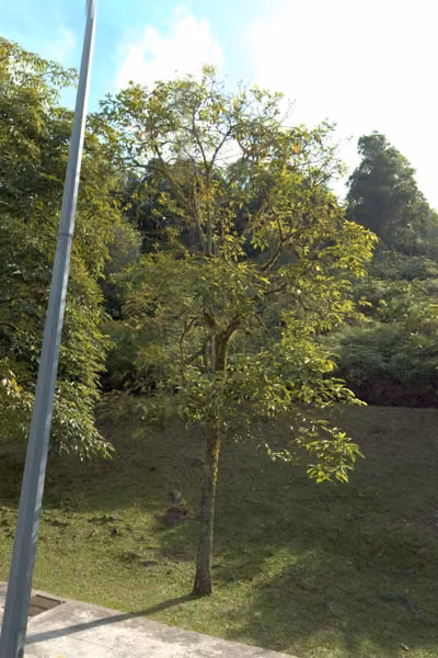 tree photo