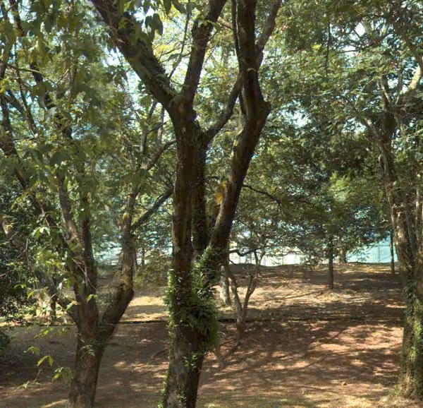 tree photo