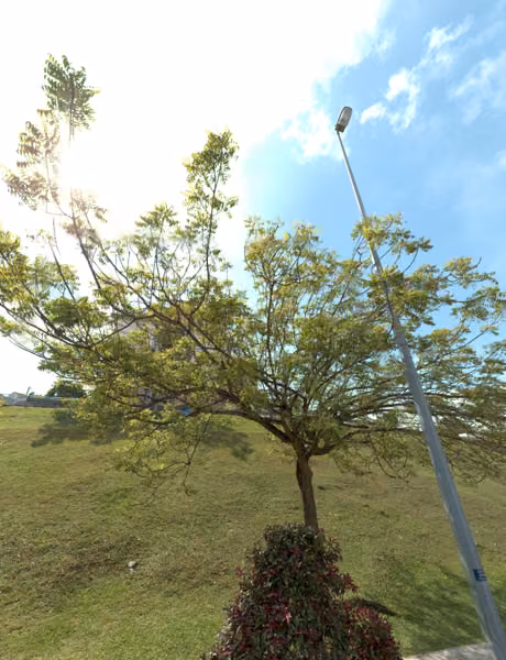tree photo