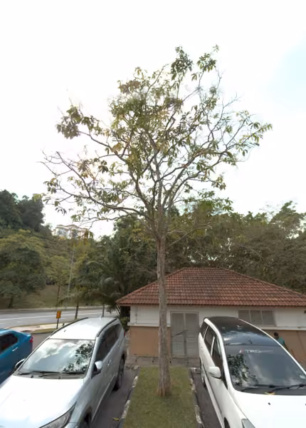 tree photo