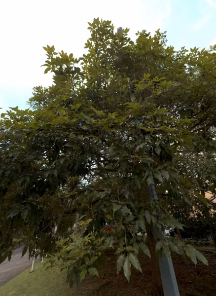 tree photo