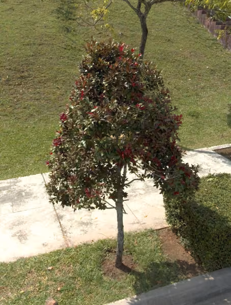 tree photo