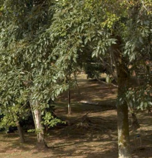 tree photo