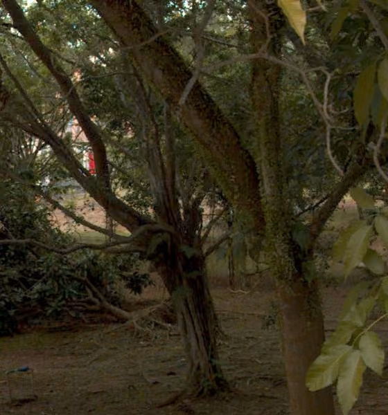 tree photo