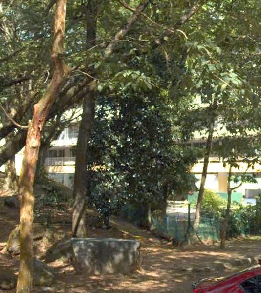 tree photo
