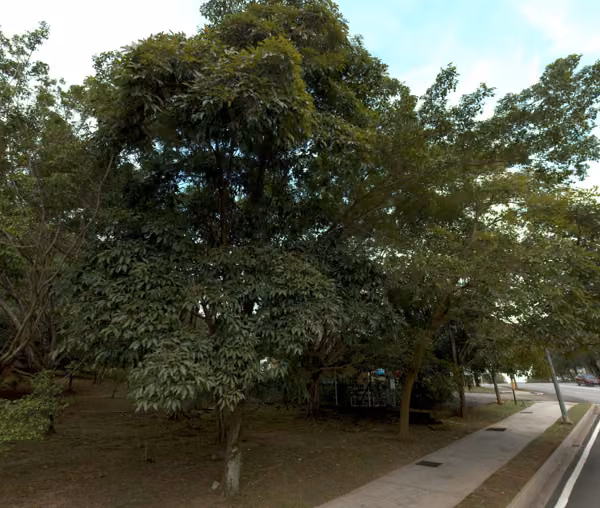 tree photo