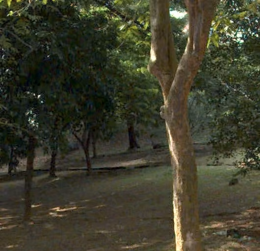 tree photo