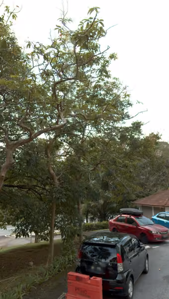 tree photo