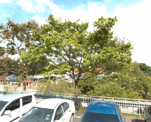 tree photo