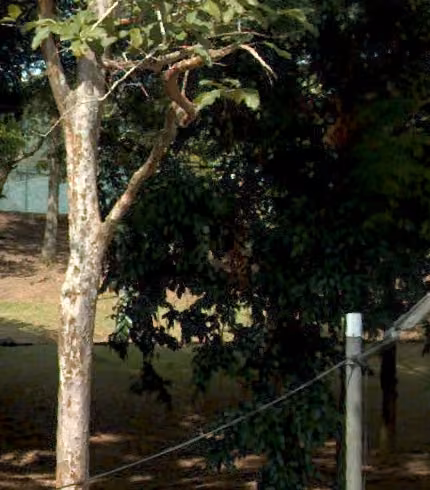 tree photo