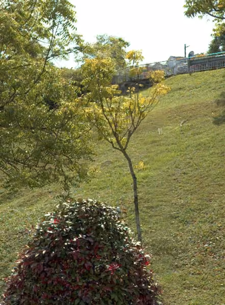 tree photo