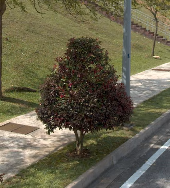 tree photo