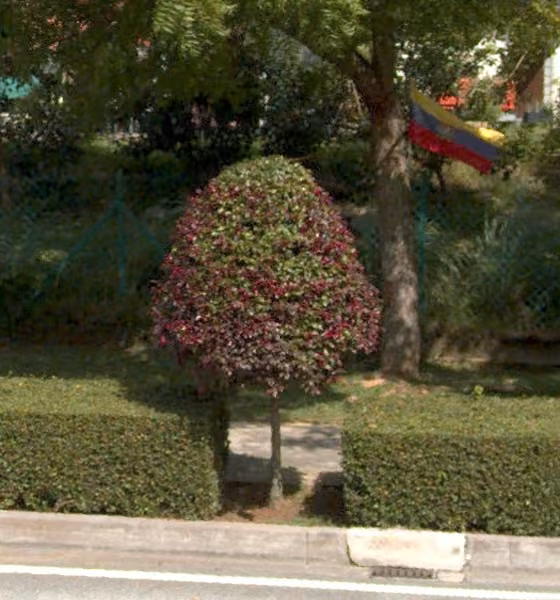 tree photo