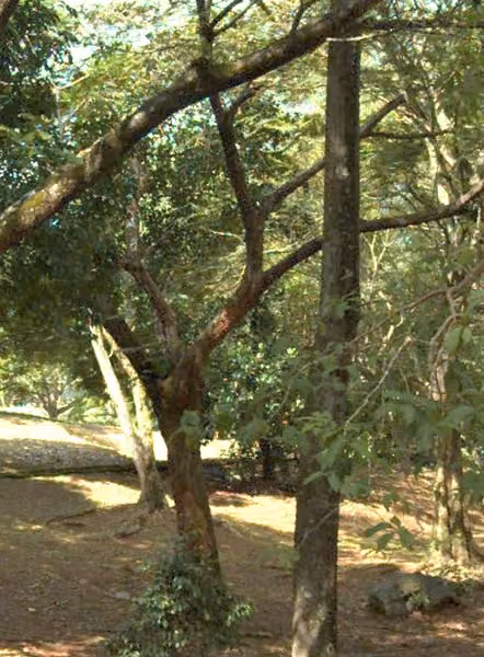 tree photo