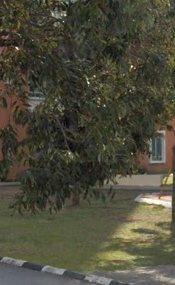 tree photo