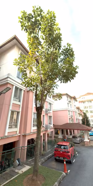 tree photo