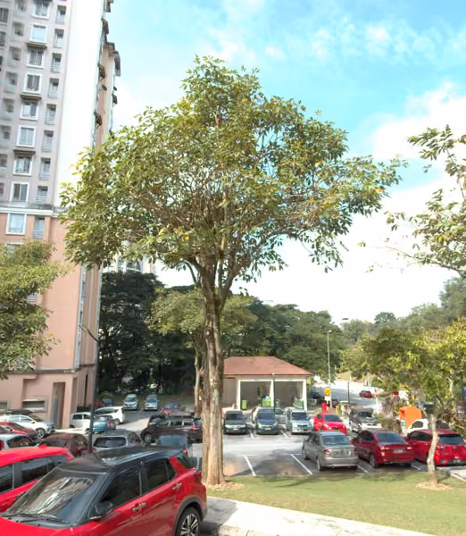 tree photo