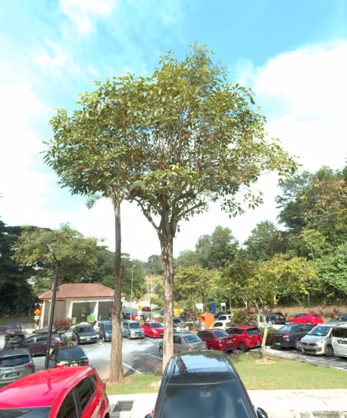 tree photo