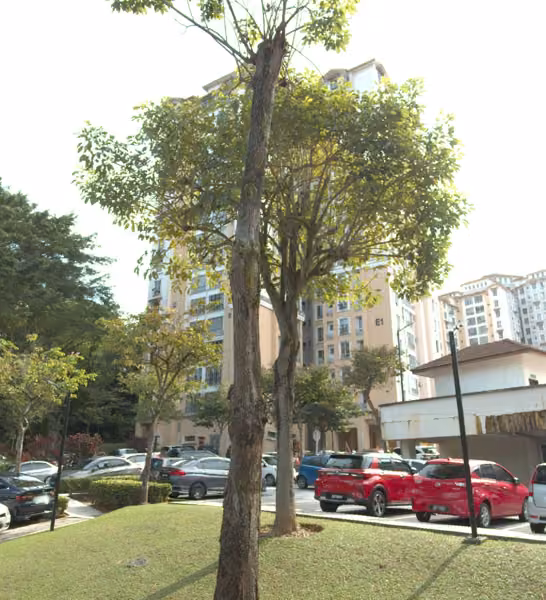 tree photo