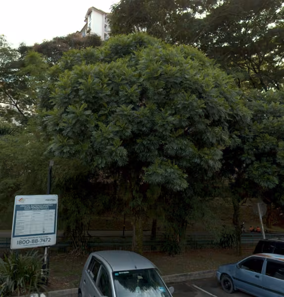 tree photo