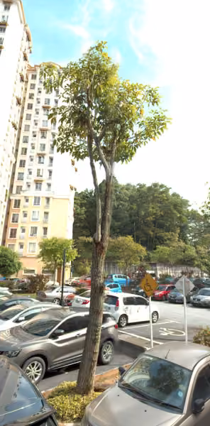 tree photo