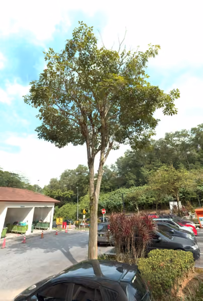 tree photo