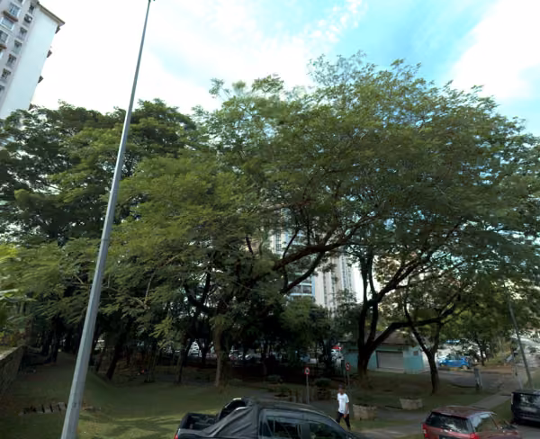 tree photo