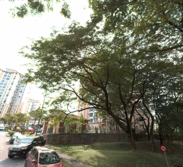 tree photo