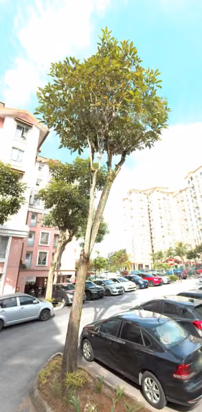 tree photo