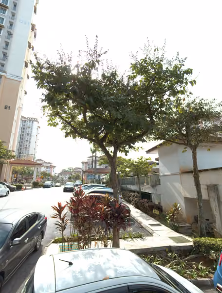 tree photo