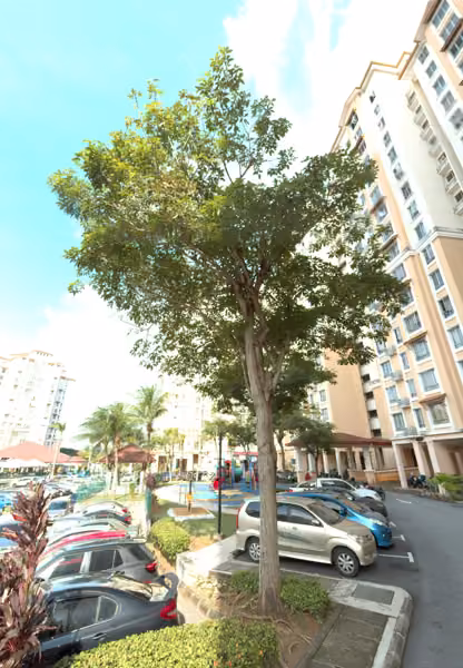 tree photo