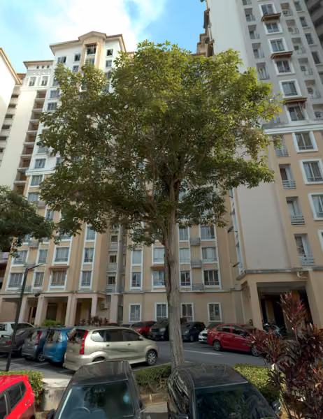 tree photo