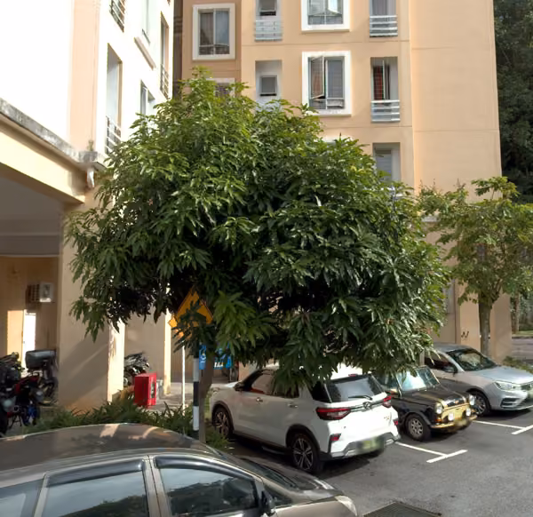 tree photo