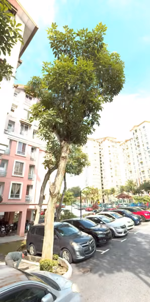 tree photo