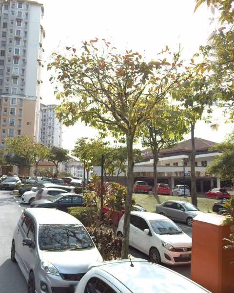 tree photo