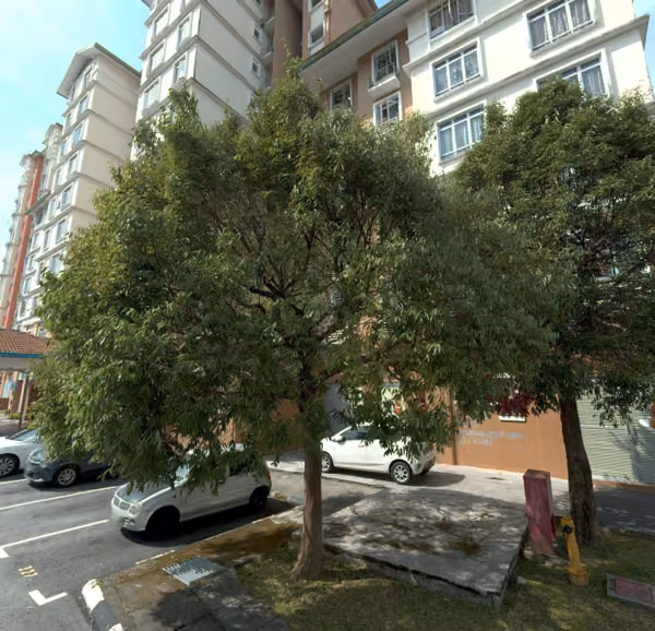 tree photo