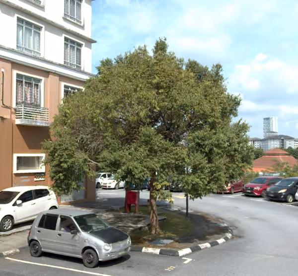 tree photo