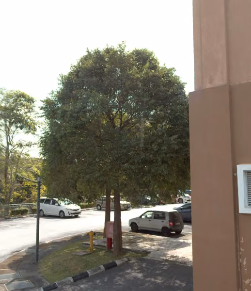 tree photo